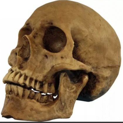 Craneo humano de resina articulado